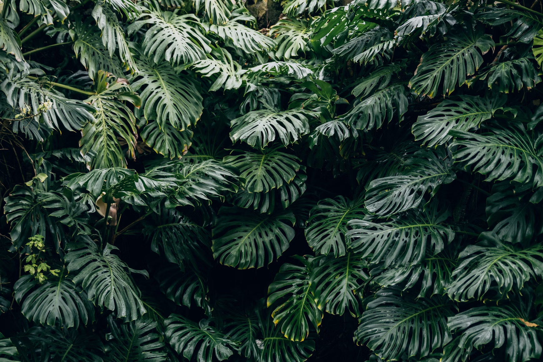 Monstera