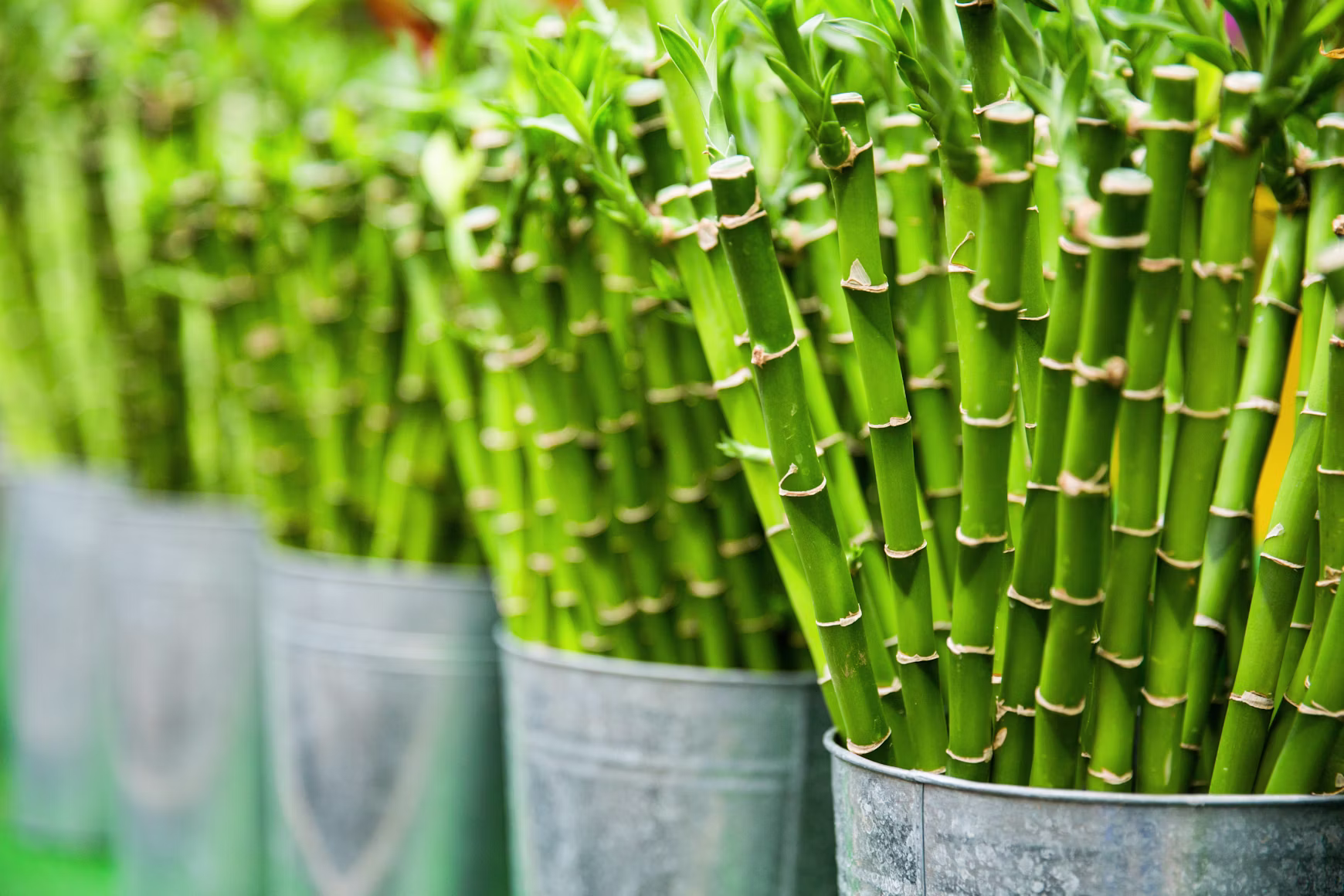 Lucky bamboo